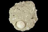 Eocene Fossil Gastropod (Globularia) - Damery, France #103854-1
